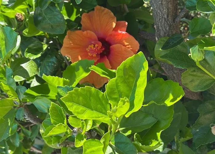 Belocations - And On The Rocks * Torre delle Stelle